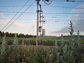 train tracks among the vegetation