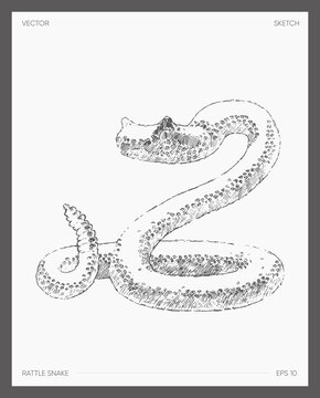 Hand drawn illustration of rattle snake, sketch