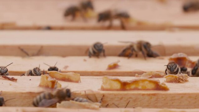 Close up view of the opened hive body showing the frames populated by many honey bees. Bee mooving on top