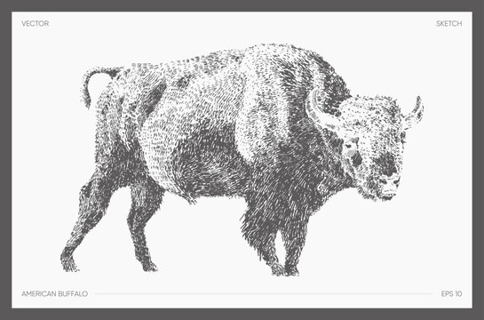 American buffalo, bison, realistic drawing, sketch