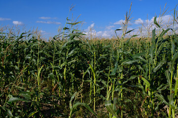 Cornfield.Ripe corn cobs attached to a stalk in a cornfield. Agriculture concept, organic vegetables.