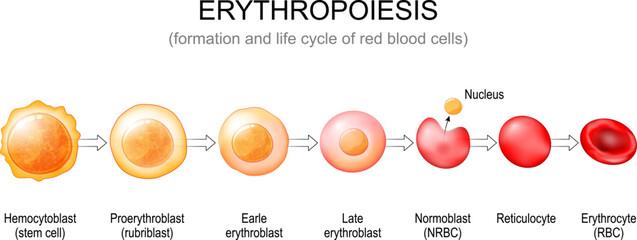 Erythropoiesis. red blood cells formation