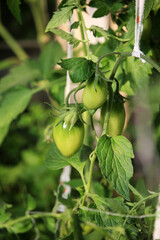 Farming green tomatoes 