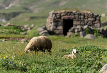 Obraz premium sheep and lambs