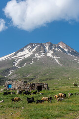 landscape with cows and mountains