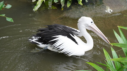 pelican in the water | Pelicans (genus Pelecanus) | 鵜鶘