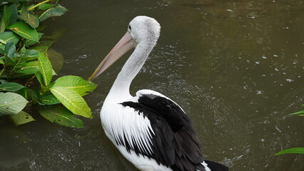 pelican in the water | Pelicans (genus Pelecanus) | 鵜鶘