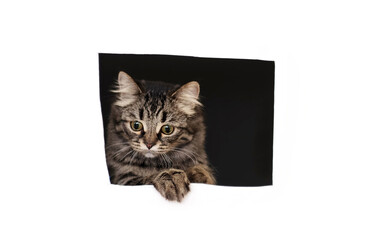 gray cat peeks out of a square hole in white cardboard. funny cat hunts hiding from prey