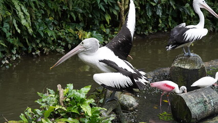 펠리컨은 크고 독특한 부리를 가진 대형 수상 조류로, 뛰어난 물고기 사냥 능력과 사회적 행동으로 유명합니다