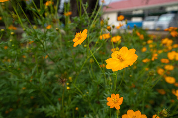 Fototapeta premium 真夏の庭に満開のキバナコスモス