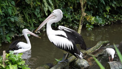 펠리컨은 크고 독특한 부리를 가진 대형 수상 조류로, 뛰어난 물고기 사냥 능력과 사회적 행동으로 유명합니다