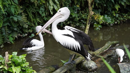 Fototapeta premium pelican in the water | Pelicans (genus Pelecanus) | 鵜鶘
