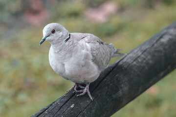 white dove on a wood beam walking by a natural park