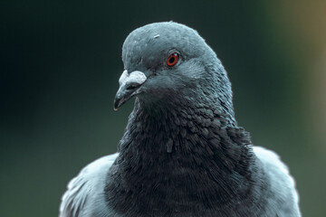 close up of a pigeon looking at camera with a dark blurry background