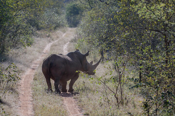 The African rhino is divided into two species, the black rhino and the white rhino. © Racoonbtc