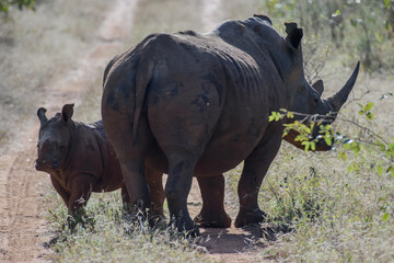 Obraz premium The African rhino is divided into two species, the black rhino and the white rhino.