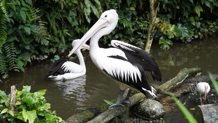 pelican in the water | Pelicans (genus Pelecanus) | 鵜鶘