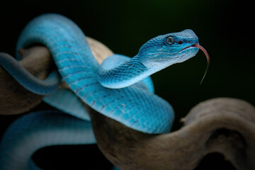 trimeresurus insularis blue