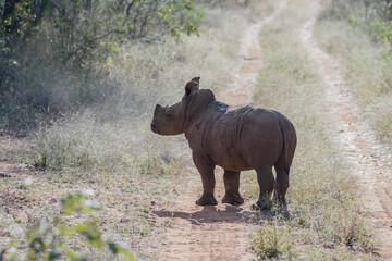 The African rhino is divided into two species, the black rhino and the white rhino © Racoonbtc