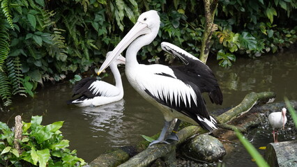 pelican in the water | Pelicans (genus Pelecanus) | 鵜鶘