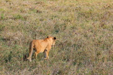 Lion cub (Panthera leo) walking in savannah in Serengeti national park, Tanzania