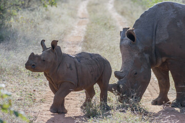 The African rhino is divided into two species, the black rhino and the white rhino