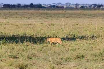 Naklejka premium Lion cub (Panthera leo) walking in savannah in Serengeti national park, Tanzania