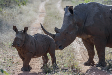 The African rhino is divided into two species, the black rhino and the white rhino. 