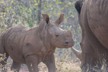 Fototapeta premium The African rhino is divided into two species, the black rhino and the white rhino.