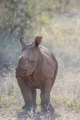 The African rhino is divided into two species, the black rhino and the white rhino. 