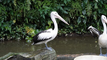 pelican in the water | Pelicans (genus Pelecanus) | 鵜鶘