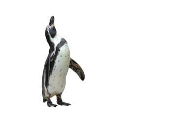 Humboldt penguin standing isolated on transparent background png file