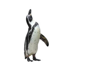 Fotobehang Humboldt penguin standing isolated on transparent background png file © Passakorn