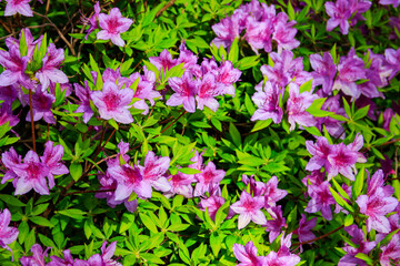 Fototapeta premium Beautiful blooming common rhododendron or pontic rhododendron (Rhododendron ponticum) in botanical garden