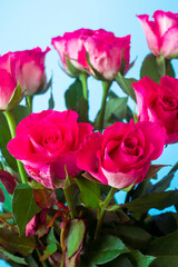 bunch of fresh pink roses floral background