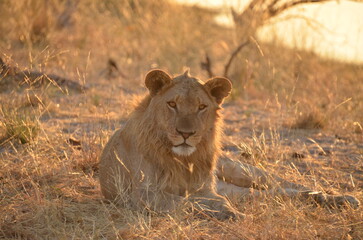 Fototapeta na wymiar Jeune lion, Botswana