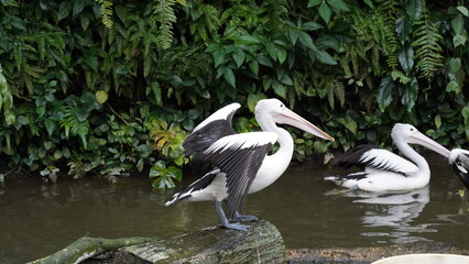 pelican in the water | Pelicans (genus Pelecanus) | 鵜鶘