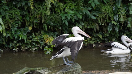 pelican in the water | Pelicans (genus Pelecanus) | 鵜鶘