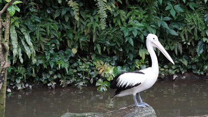 pelican in the water | Pelicans (genus Pelecanus) | 鵜鶘