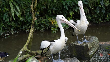 pelican in the water | Pelicans (genus Pelecanus) | 鵜鶘