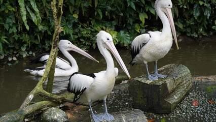 pelican in the water | Pelicans (genus Pelecanus) | 鵜鶘