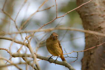 Obraz premium ジョウビタキ