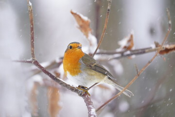 Winter scene with a cute redbreast. European robin sitting on the branch. Winter scene with song bird. Erithacus rubecula.