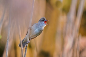 great reed warbler sits on a reed in the beautiful golden evening light. Wildlife scene from nature. (Acrocephalus arundinaceus)