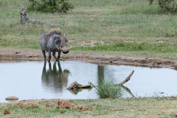 Fototapeta premium Wart hog at a water hole in the Kruger