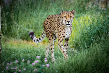 Cheetah cat