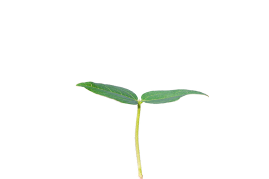 Translucent background of plant saplings
