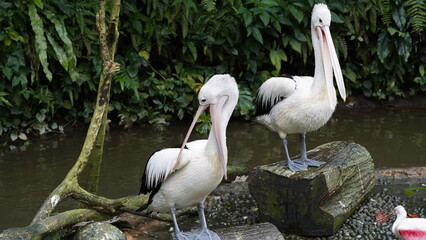 pelican in the water | Pelicans (genus Pelecanus) | 鵜鶘