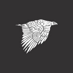 Hand Drawing Illustration Flying Hawk Black Background