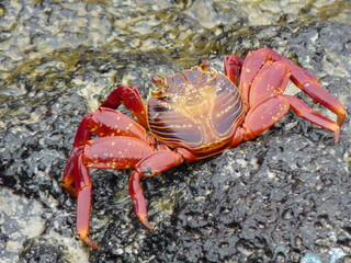 Crabe rouge des îles Galapagos